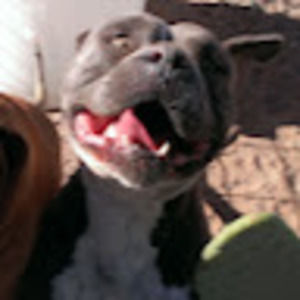 Meet your Posher, Remi